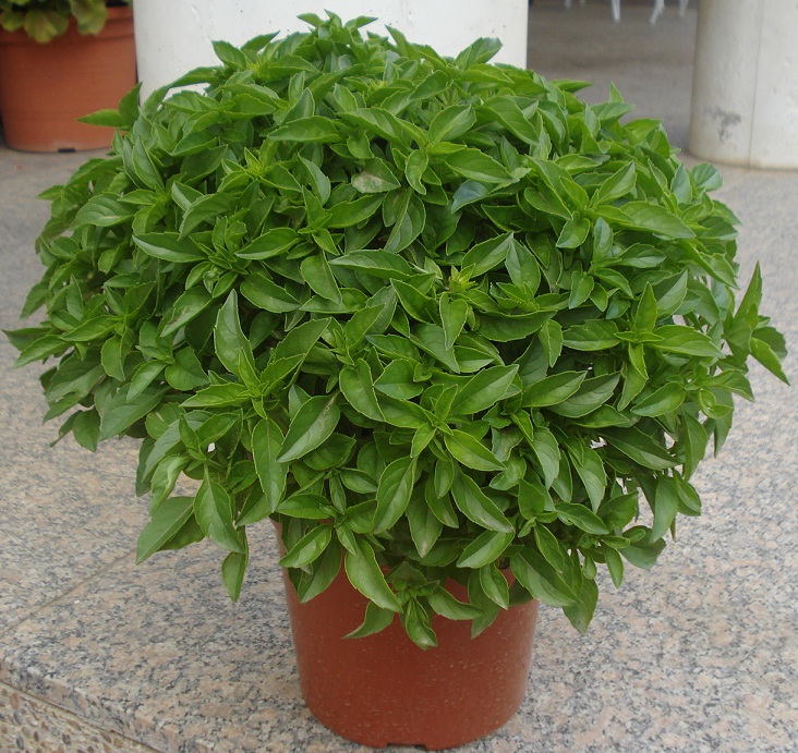 Albahaca de Huesca para San Lorenzo Maceta de Albahaca de la Huerta de Huesca