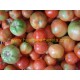 Cultivar Tomates Híbridos Robin