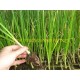 100 Plantas de Cebolla de Figueras