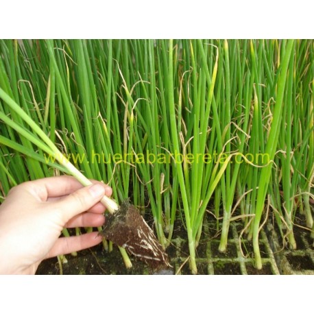 100 Plantas de Cebolla de Figueras