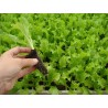 Planta de escarola Cabello de Ángel para plantar