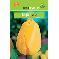 Plantar tulipanes amarillos