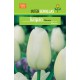 Plantar Tulipanes blancos
