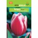 Plantar Tulipanes rosas