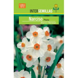 Planta de Narciso blanco