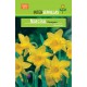 Plantar narcisos amarillo