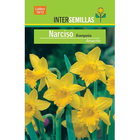 Plantar narcisos amarillo