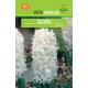 Planta de jacintos blancos