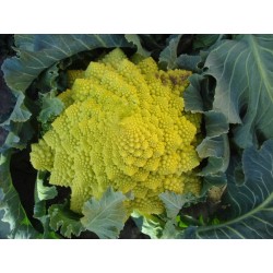 Romanescu