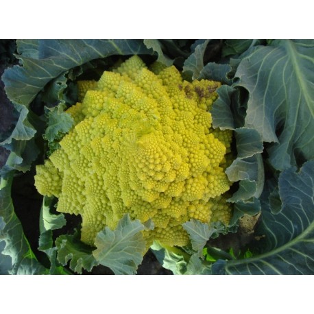Romanescu
