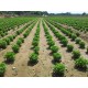 Albahaca de la Huerta Oscense