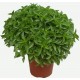 Albahaca de la Huerta Oscense