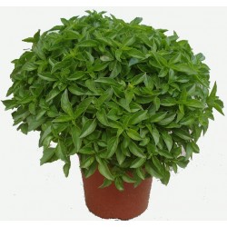 Albahaca de la Huerta Oscense