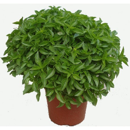 Albahaca de la Huerta Oscense