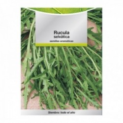 Semillas Aromaticas Rucula Selvatica (2.5 gramos) Horticultura, Horticola, Semillas Huerto.