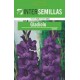 Gladiolo Violeta