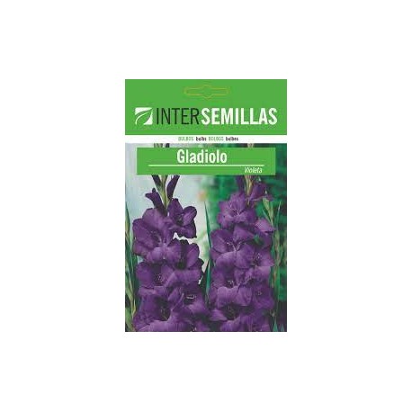 Gladiolo Violeta