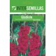 Gladiolo rosa