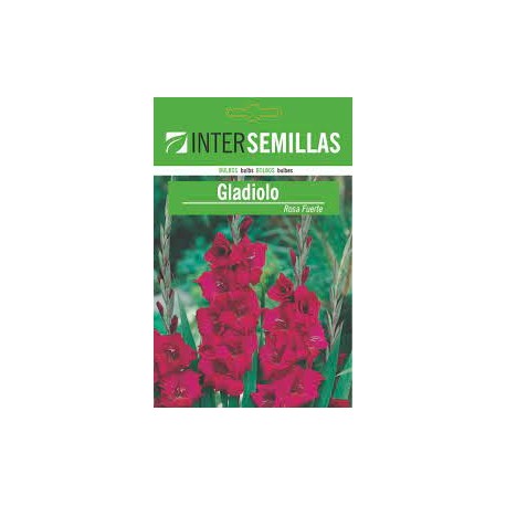 Gladiolo rosa