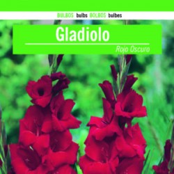 Gladiolo Rojo