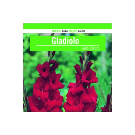 Gladiolo Rojo