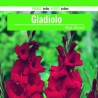 Bulbo Gladiolo Rojo