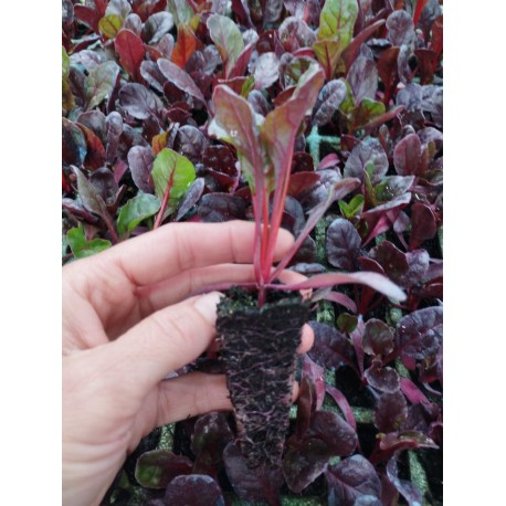 Planta de Acelga Roja