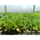 Planta Cardo Blanco sin espinas (sin pinchos)