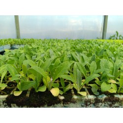 Planta Cardo Blanco sin espinas (sin pinchos)