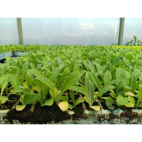 Planta Cardo Blanco sin espinas (sin pinchos)