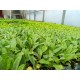 Planta Cardo Blanco sin espinas (sin pinchos)