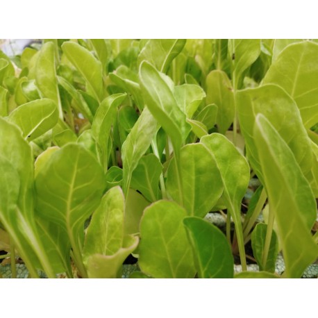 Planta de acelga Amarilla