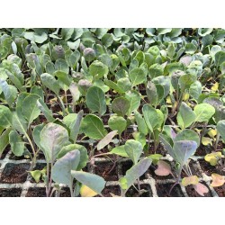 Planta Coles de Bruselas Huerta Barbereta Huesca