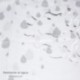 Cortina Ducha Gotas Gris 180x200 cm. Impermeable