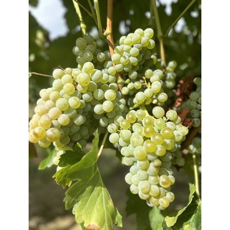 Injerto de uva blanca Garnacha blanca