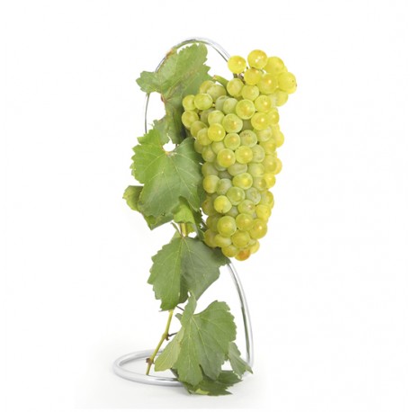 Parra de uva blanca Chardonnay
