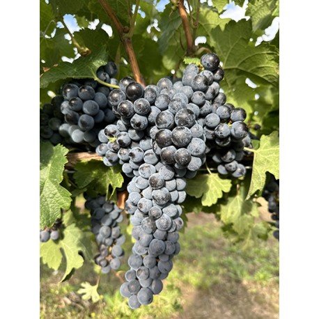 Parra uva tinta Merlot