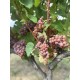 Parra uva blanca Gewürztraminer
