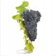 Parra uva tinta Syrah