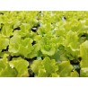 Planta de Lechuga Batavia