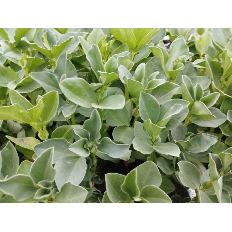 Planta de Haba