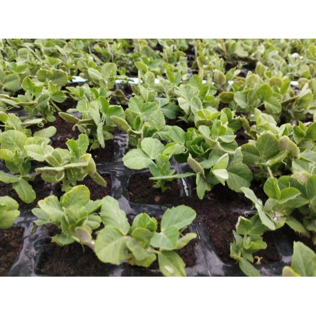 Planta de Guisante Lincoln