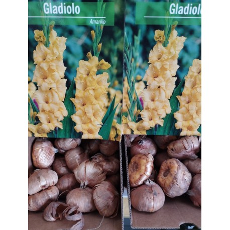 Bulbo Gladiolo Amarillo