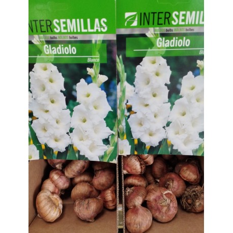 Bulbo Gladiolo Blanco
