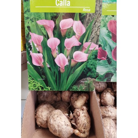 Bulbo Cala Rosa