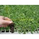 Plantas de Tomate Híbrido