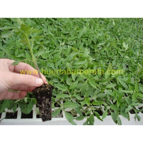 Plantas de Tomate Híbrido