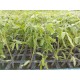Planta de Tomate Negro de Crimea