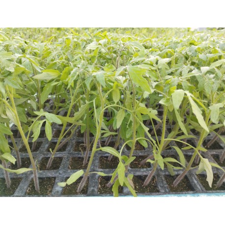 Planta de Tomate Negro de Crimea