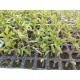Plantas de Tomate Pera